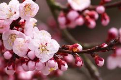 英雄联盟总决赛-马克西的第三节风暴，当热火在达拉斯的喧嚣中突然沉默