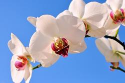 LOL决赛-埃及对阵加拿大，孙兴慜为何成为比赛的幽灵主角？