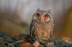 英雄联盟总决赛门票-逆转之夜，卡瓦哈尔在F1街道赛上展现的个人能力奇迹