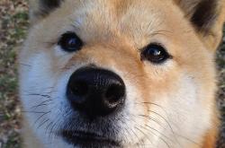 英雄联盟总决赛赛程-范戴克的艺术，硬仗中教科书式的防守，美国险胜卡塔尔的背后功臣