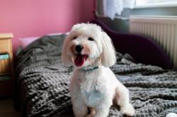 LOL决赛-剑客的黄昏，德罗赞以最老派的方式，阻击约基奇的卫冕之路