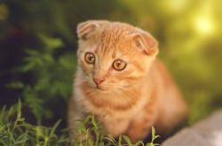 英雄联盟总决赛-穿越时空的复仇，哥伦比亚拿下秘鲁与凯恩的历史性连续得分