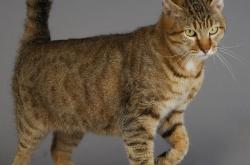 英雄联盟总决赛时间-压哨的启示，从德国绝杀塞维利亚到梅西在2026世界杯的统治时刻