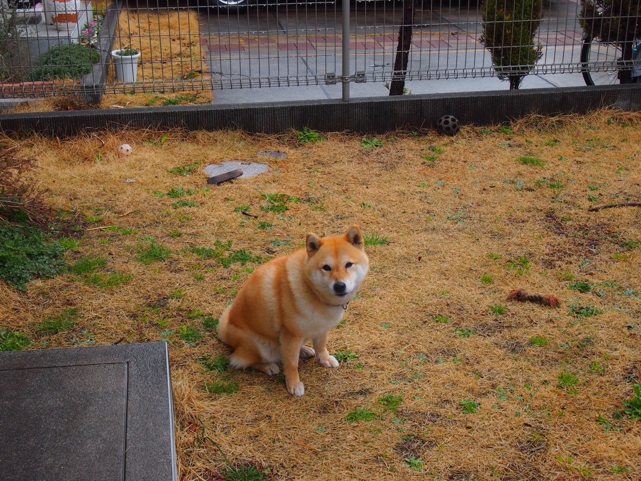 速度与接管，独行侠的NBA闪电战与马克西的欧冠统治力如何重塑篮球世界