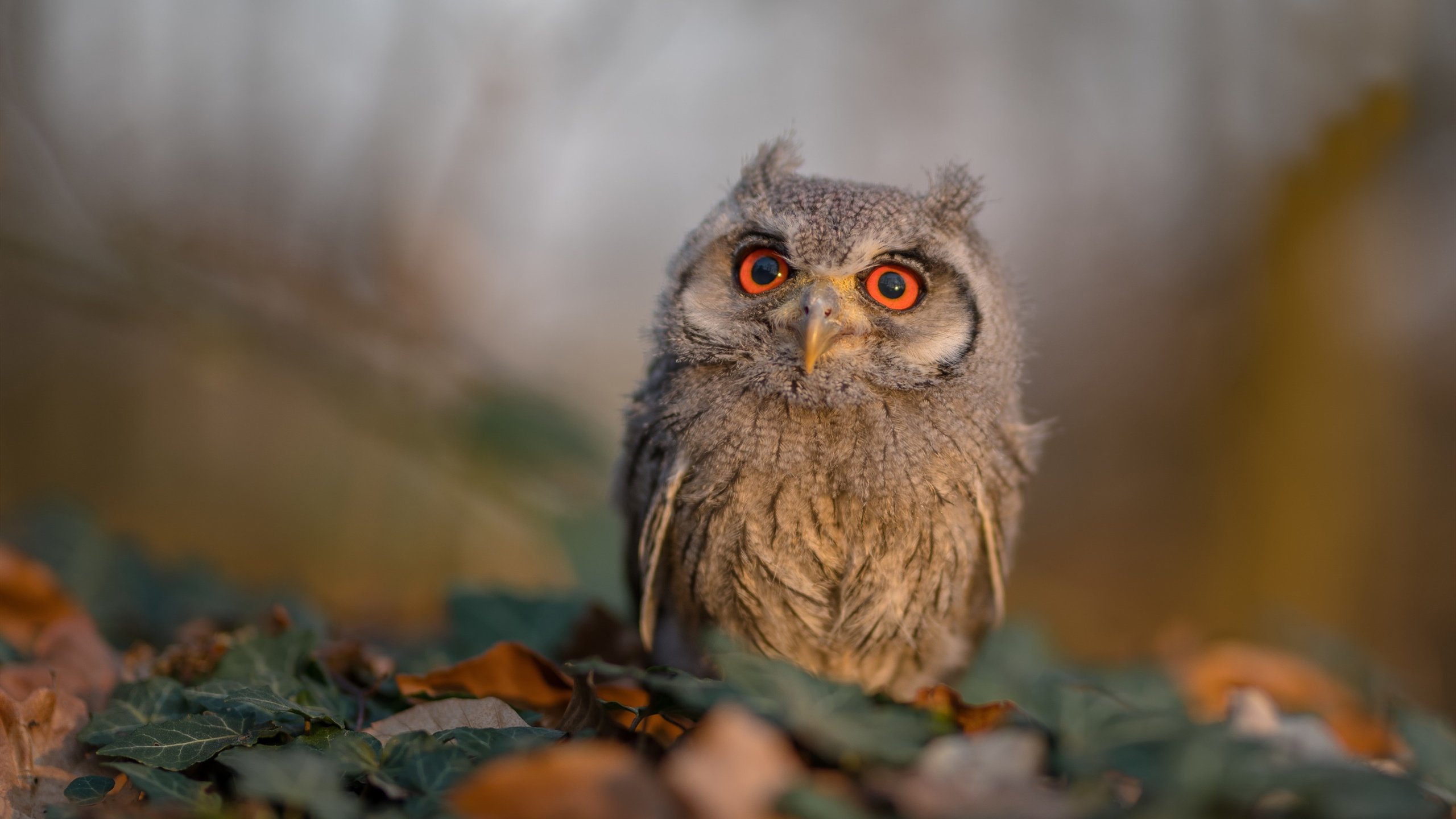 逆转之夜，卡瓦哈尔在F1街道赛上展现的个人能力奇迹
