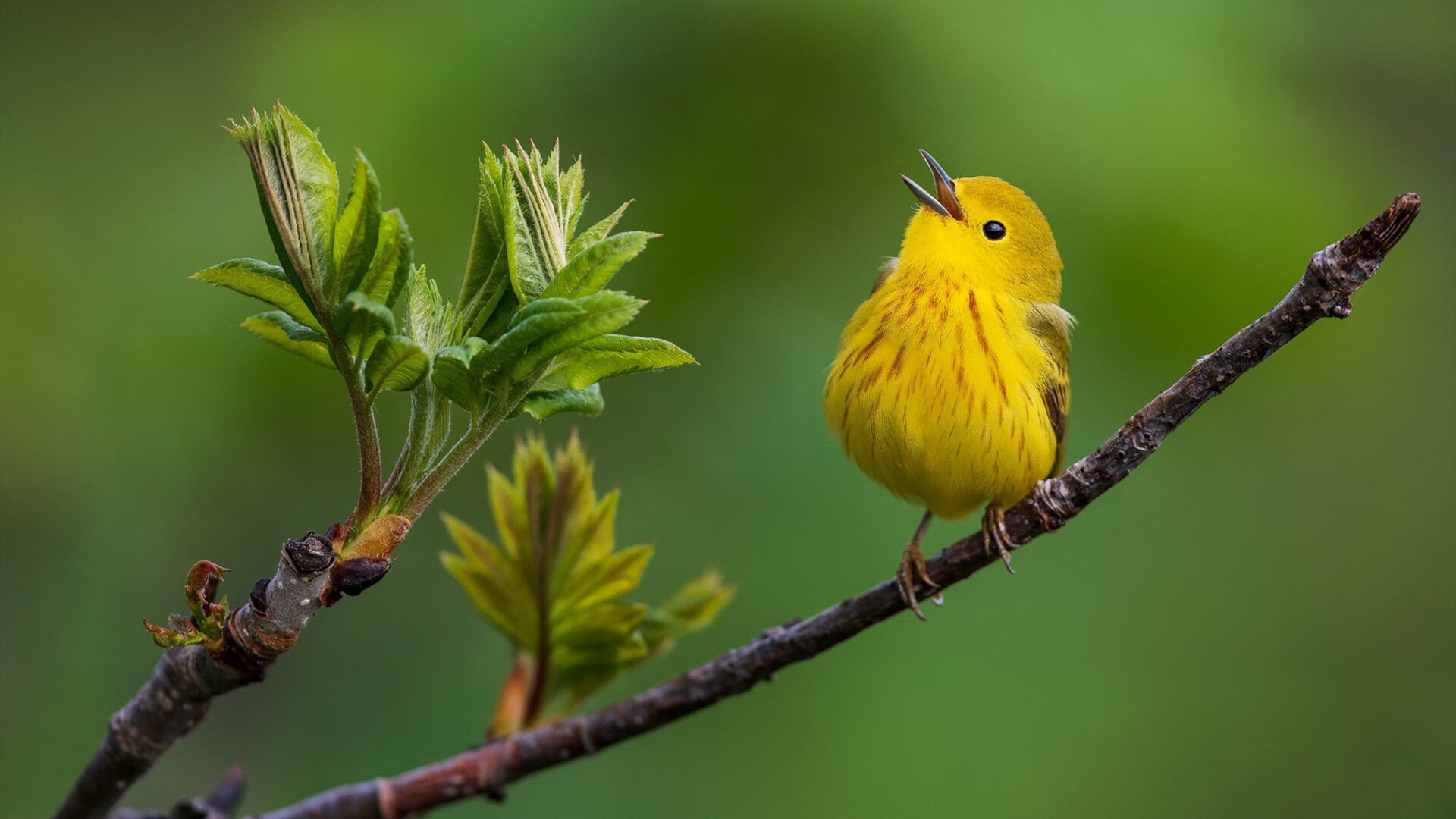 非洲雄鹰展翅掀翻大黄蜂，维尼修斯变身尼日利亚关键先生