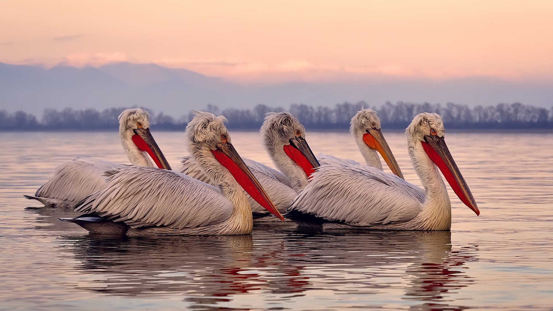 关键时刻弗拉霍维奇站出来,助荷兰踏平喀麦隆