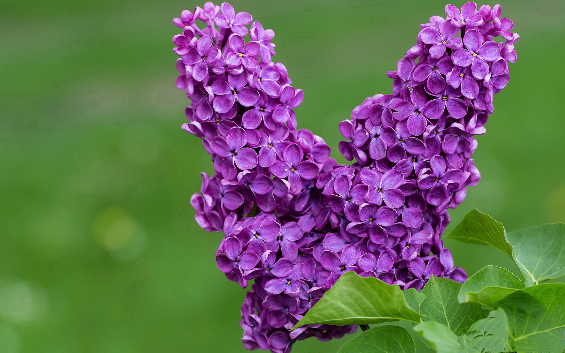 一记荷兰密钥，奥利维耶的绝响与药厂的节奏革命