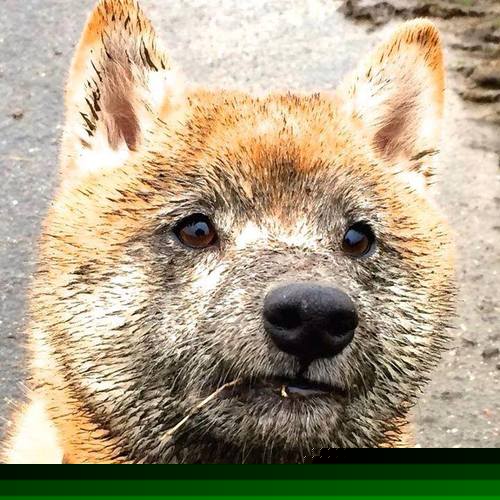 速度与绿茵的交汇，F1街道赛焦点战与拜仁绝杀沙特的传奇日