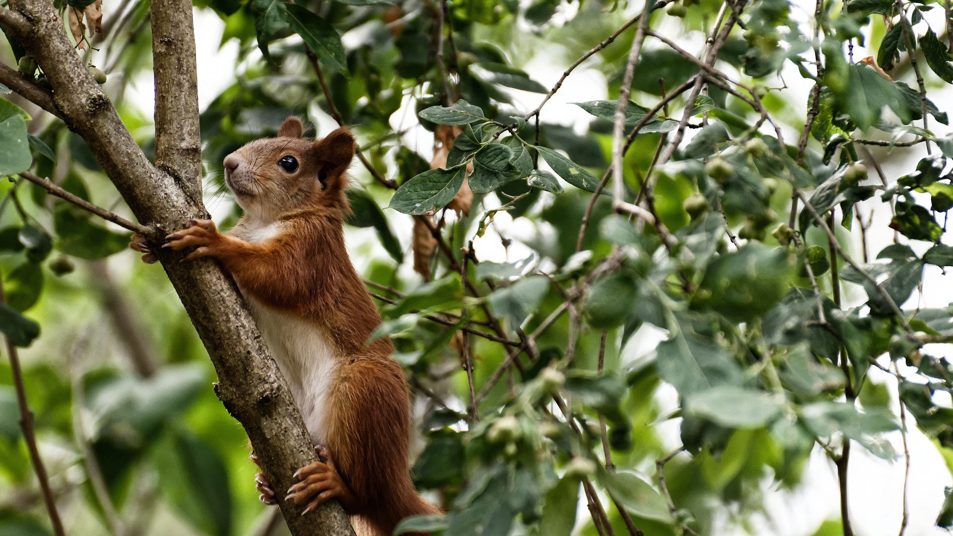 北境防线崩塌记，当乌拉圭的铁幕笼罩芬兰，范戴克用连续致命一击书写新时代序章