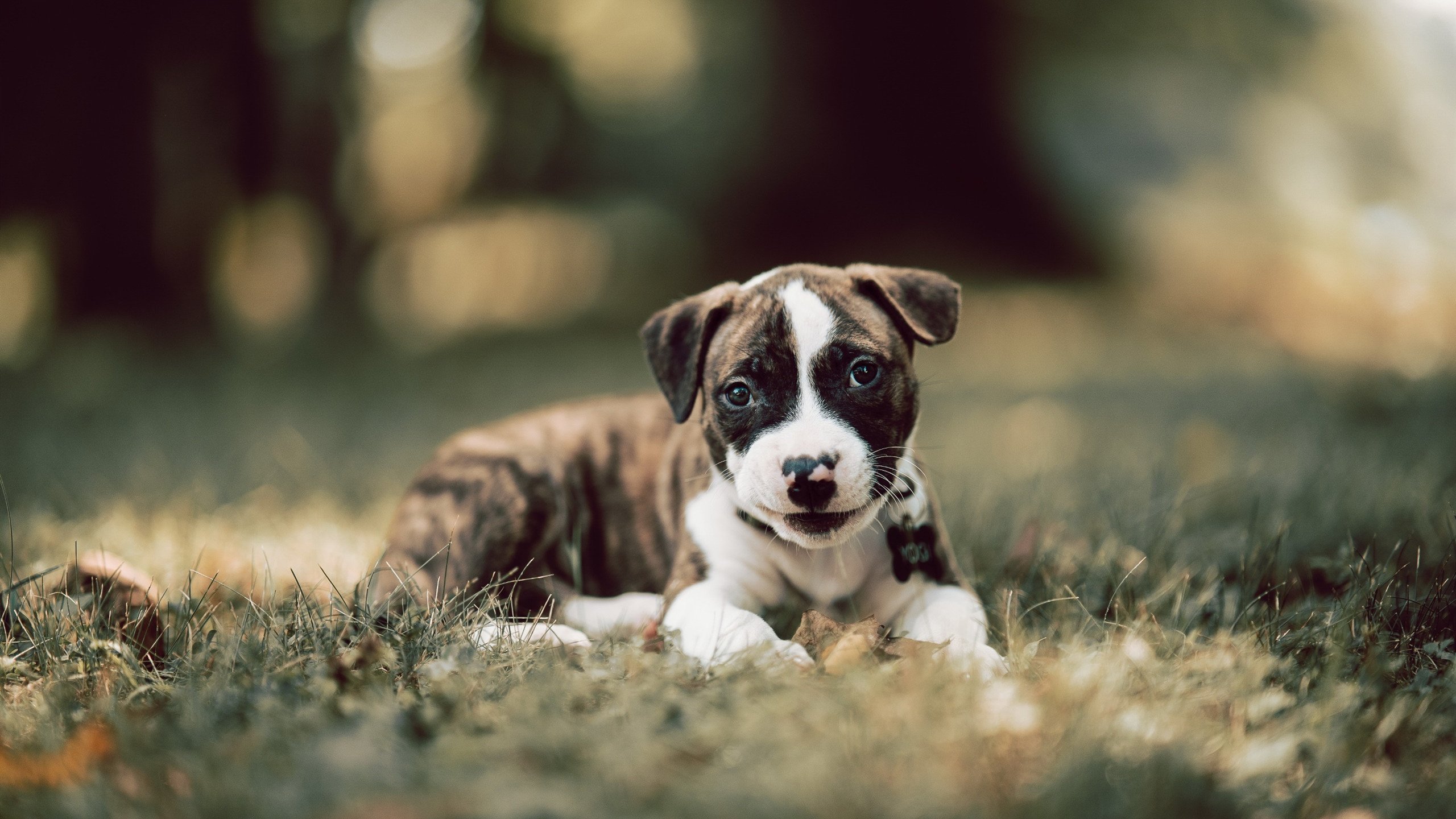 当篮球化为利剑,希腊NBA季后赛式绝杀爱尔兰启示录