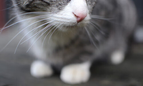 温暖德比，当格列兹曼为巴斯克而战，他的进球照亮了比绍的明天