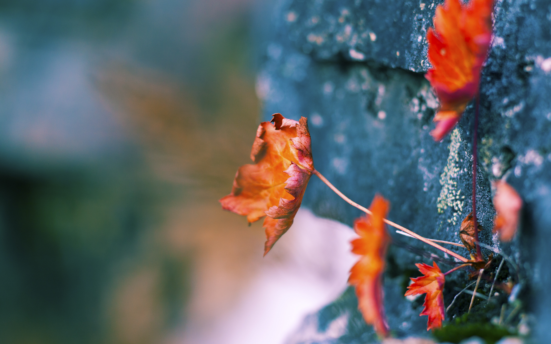棋盘上的黑骑士，当卡马文加撕碎凯尔特人的宿命循环