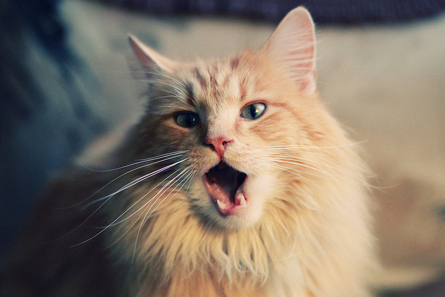 当蓝色鹰翼掠过波斯湾,拉齐奥的意式闪电与拉亚的一战封神