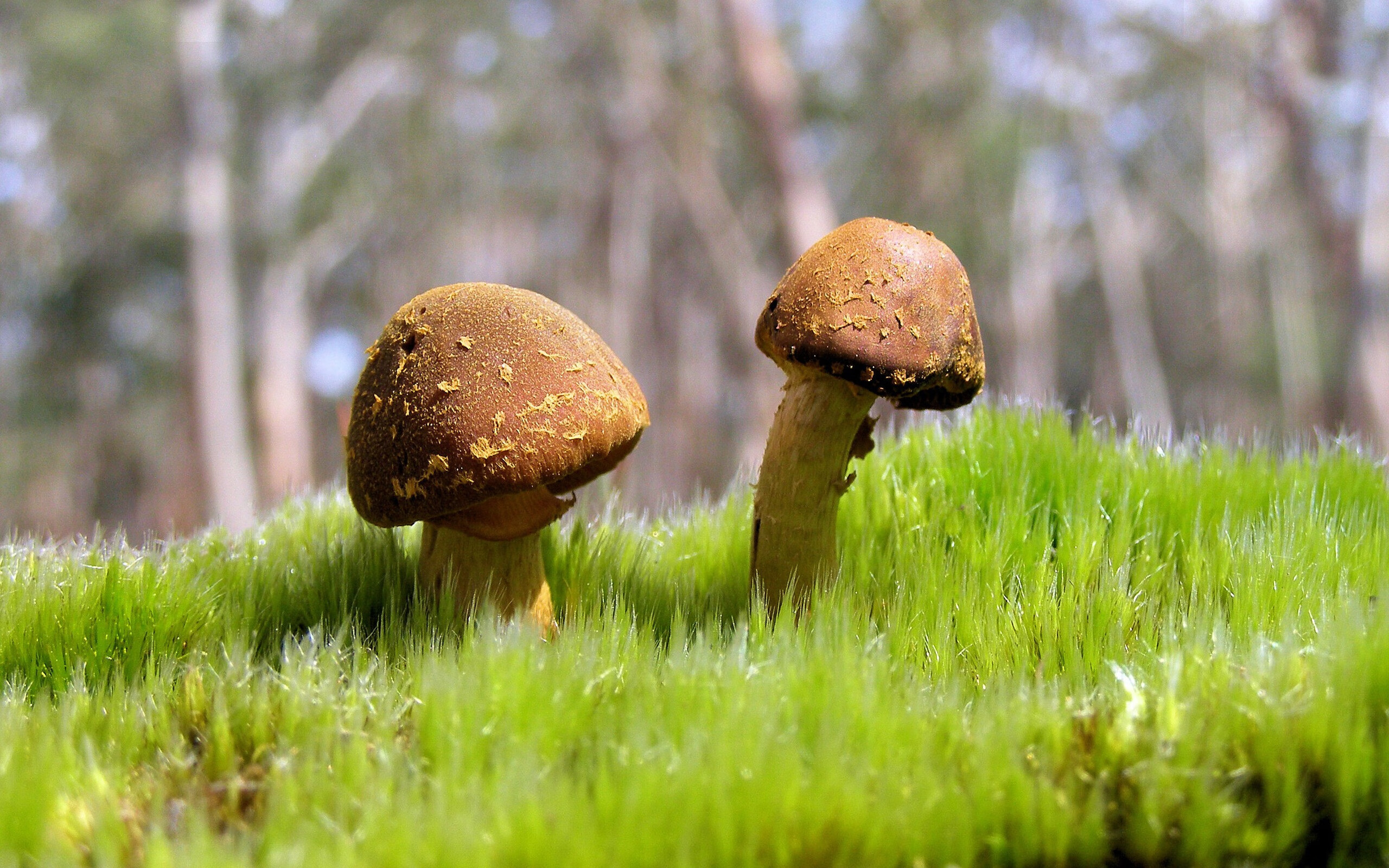 当蓝色鹰翼掠过波斯湾,拉齐奥的意式闪电与拉亚的一战封神