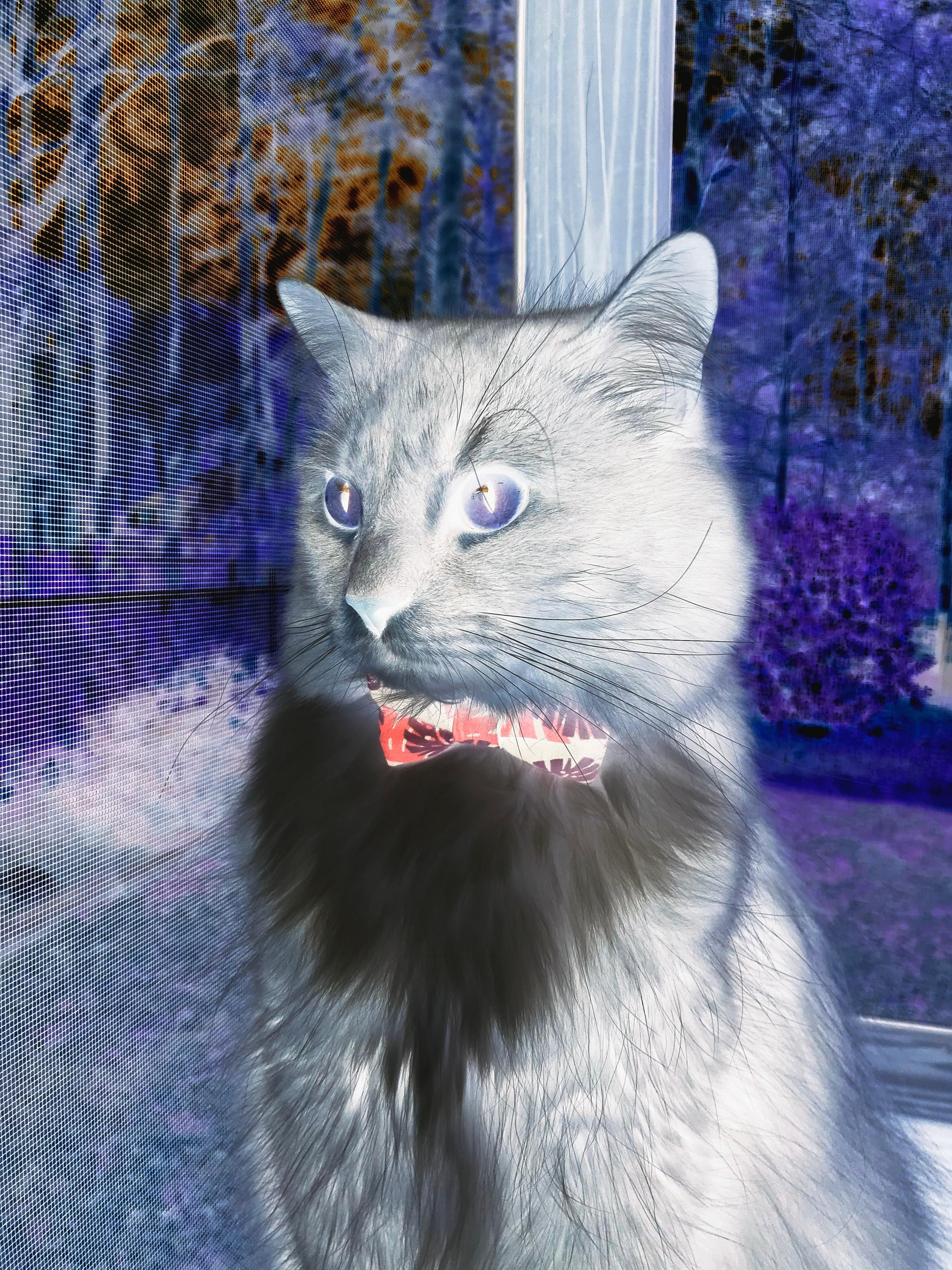 阿拉巴的铁血与灵光,一己之力刺穿彩虹