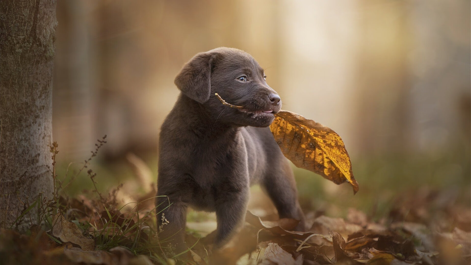 从冰封的后防线到加勒比的叹息,巴斯托尼,一位北方前哨如何冻结了美洲的足球之梦