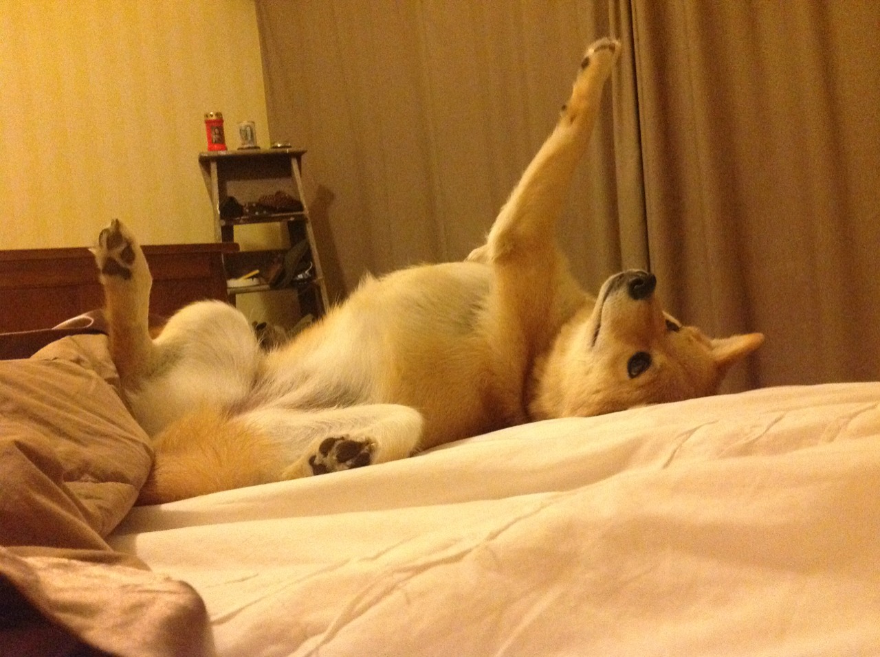 全球聚焦下的跨界较量，篮网如何上演美加墨世界杯焦点战级胜利