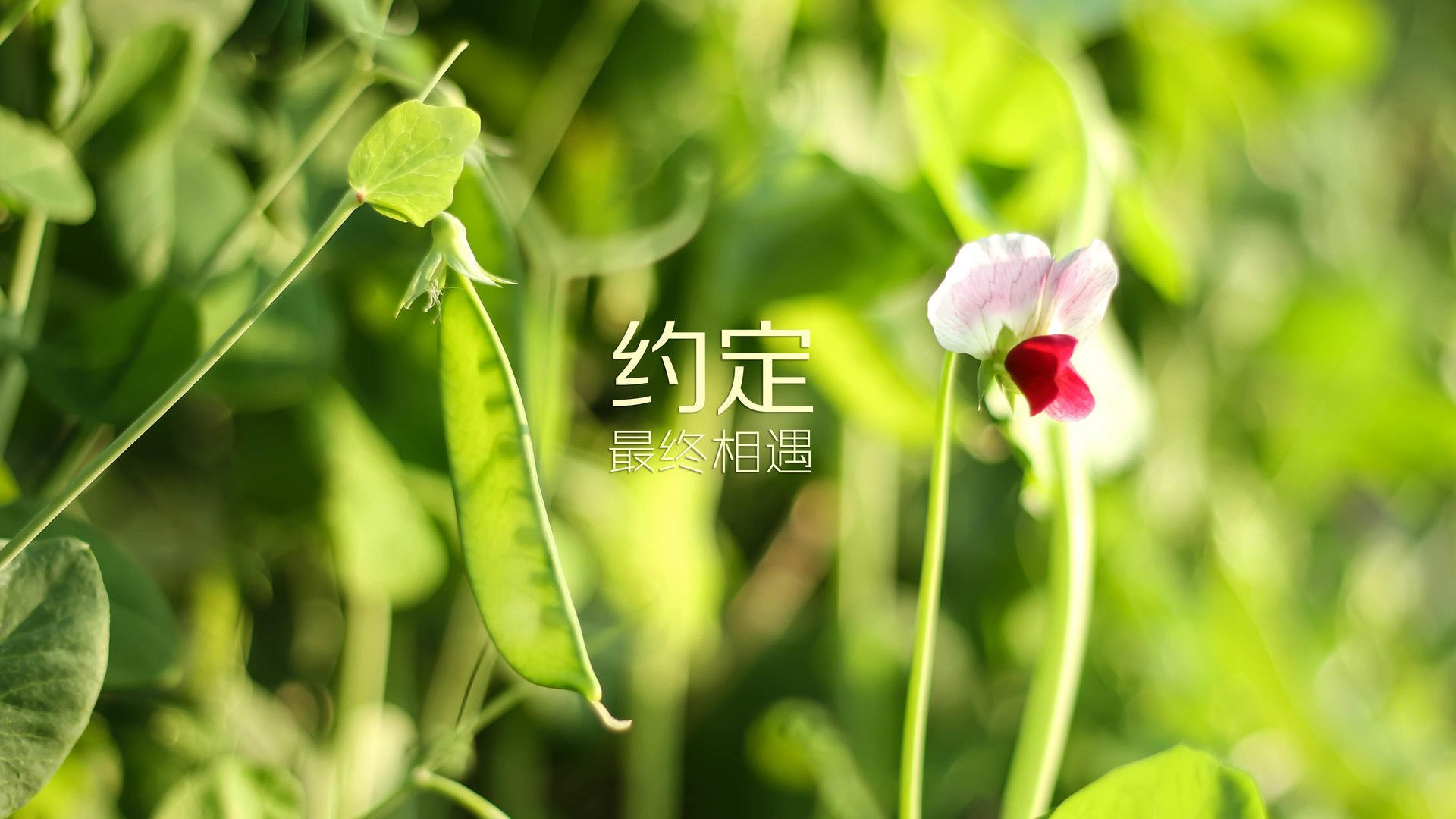 冰原上的异乡客,当北欧极光与韩国芒刺在黄喜灿时间里相遇